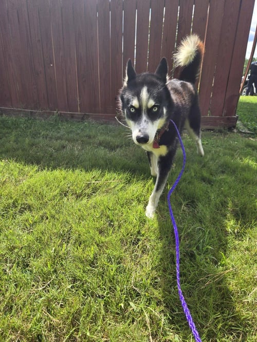 DA 18 WINDBREAKER - Husky for adoption in Richmond