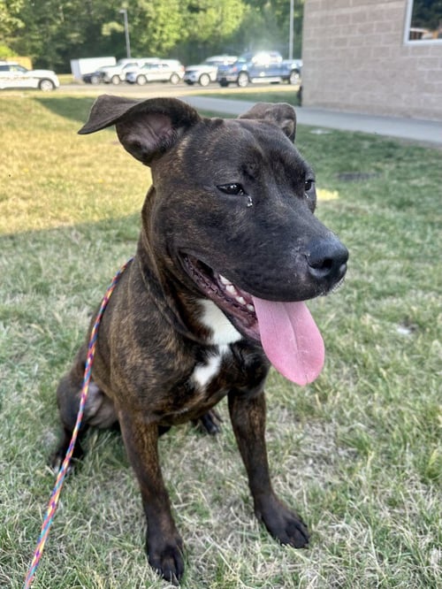 PR 51 COCO - Pit Bull Terrier for adoption in Richmond