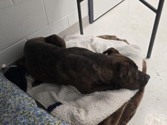 PR 51 COCO - Pit Bull Terrier available for adoption