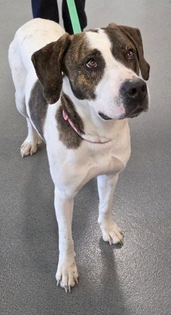DA 25 REINA DULCE - Hound for adoption in Richmond