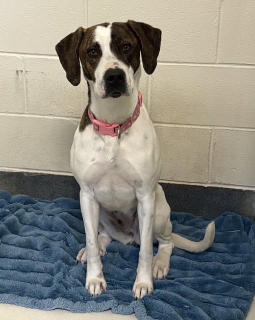 DA 25 REINA DULCE - Hound available for adoption