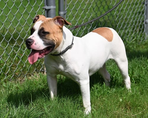 LOBBY CHINCO HHS RRP - Pit Bull Terrier available for adoption