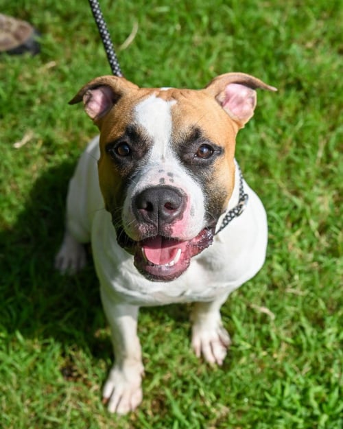LOBBY CHINCO HHS RRP - Pit Bull Terrier for adoption in Richmond