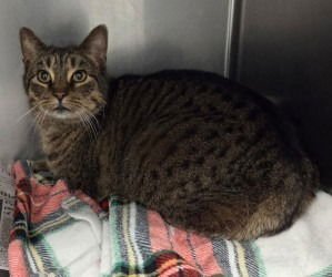 CA 118 POCKET - Domestic Short Hair available for adoption