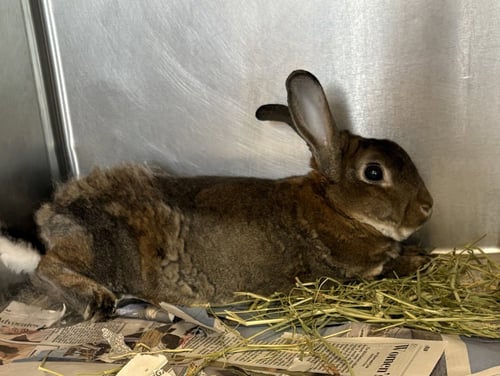 CA 140 REMI - Bunny Rabbit available for adoption