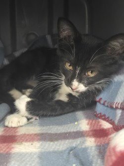 CA 116 SKEDADDLE - Domestic Short Hair available for adoption