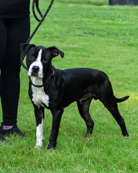 DA 8 Ziggy - Photo 1