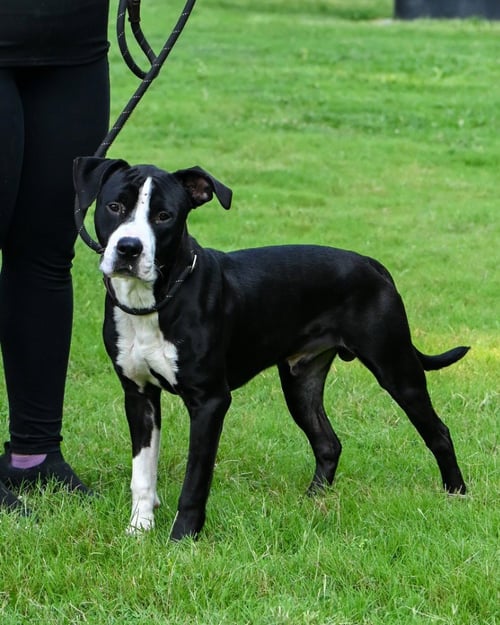 DA 8 ZIGGY - Pit Bull Terrier / Terrier for adoption in Richmond