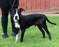 DA 8 Ziggy - Photo 2
