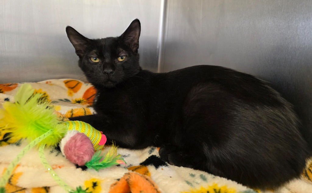 CA 115 ABBEY - Domestic Short Hair available for adoption