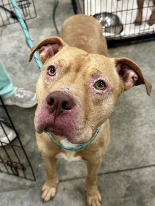 DQ 60 VINNIE - Pit Bull Terrier for adoption in Richmond