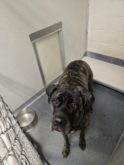 DQ 60 KAILEY HHS RRP- JS - Cane Corso Mastiff for adoption in Richmond