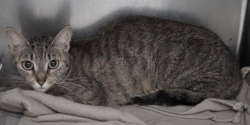 CA 123 KALLIE P - Domestic Short Hair available for adoption