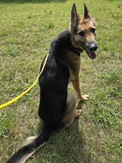 PR 50 NYOTA UHURA - German Shepherd Dog available for adoption