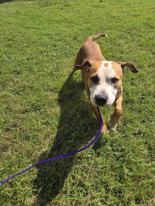 DI 92 TOBIAS - Pit Bull Terrier for adoption in Richmond