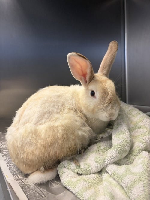 CA 118 WOLFGANG - American available for adoption