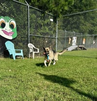 DA 28 Sarge - Photo 3