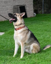 DA 28 Sarge - Photo 1