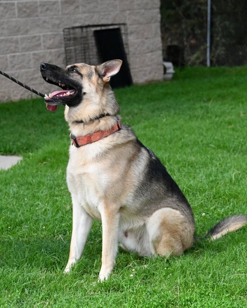 DA 28 SARGE - German Shepherd Dog for adoption in Richmond