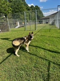 DA 28 Sarge - Photo 2
