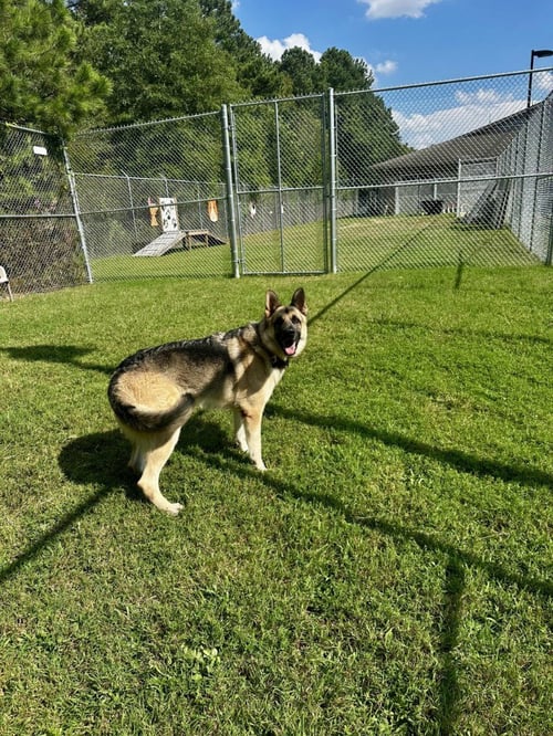 DA 28 SARGE - German Shepherd Dog available for adoption