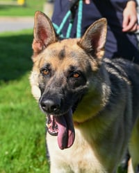 DA 28 Sarge - Photo 4