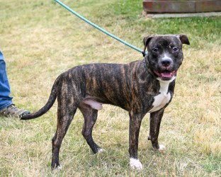 CHIP - HHS RRP - Pit Bull Terrier available for adoption