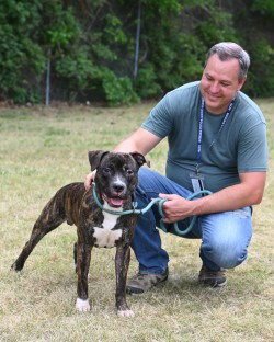 CHIP - HHS RRP - Pit Bull Terrier for adoption in Richmond