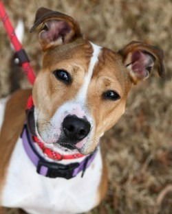 DA 27 MACIE MOO - Jack Russell Terrier / Pit Bull Terrier for adoption in Richmond