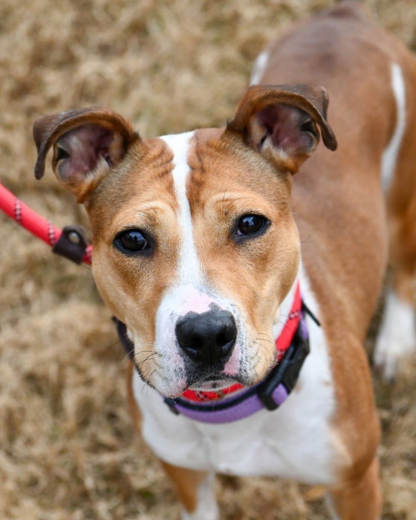 DA 27 MACIE MOO - Jack Russell Terrier / Pit Bull Terrier available for adoption