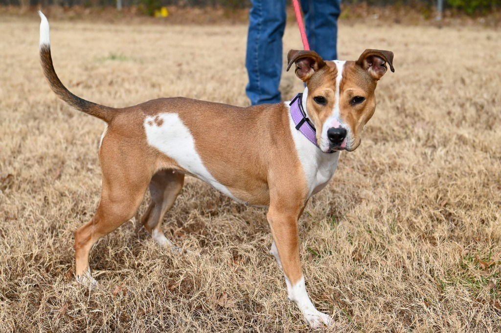 DA 27 Macie Moo - Photo 3