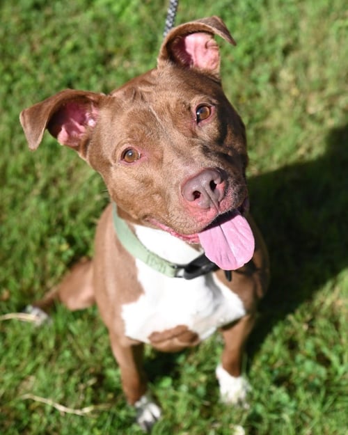 DA 20 RUSKEA - Pit Bull Terrier / Labrador Retriever for adoption in Richmond