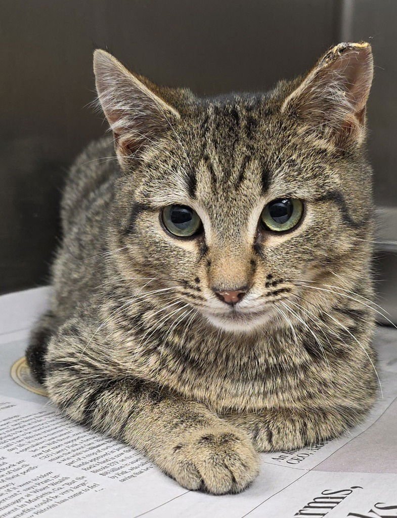 CA 135 BUGSY - Domestic Short Hair available for adoption