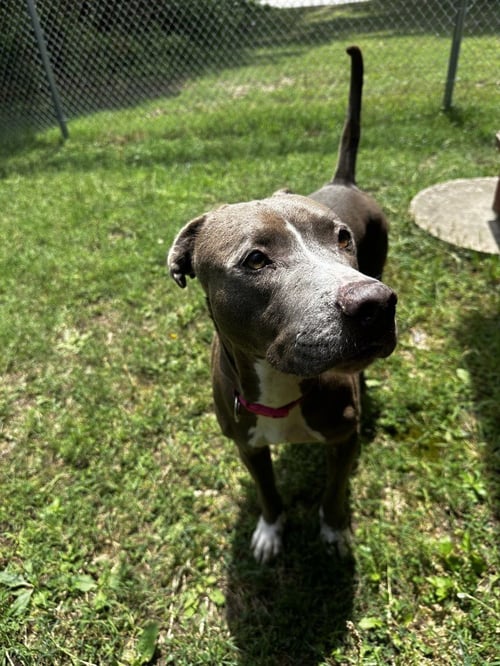PR 58 LUCY MAE - Pit Bull Terrier for adoption in Richmond