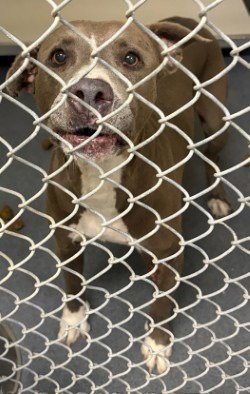 PR 58 LUCY MAE - Pit Bull Terrier available for adoption