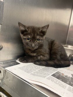 FC 95 MAUI JIM - Domestic Short Hair available for adoption