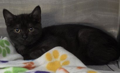 FC 95 MAUI JIM - Domestic Short Hair for adoption in Richmond
