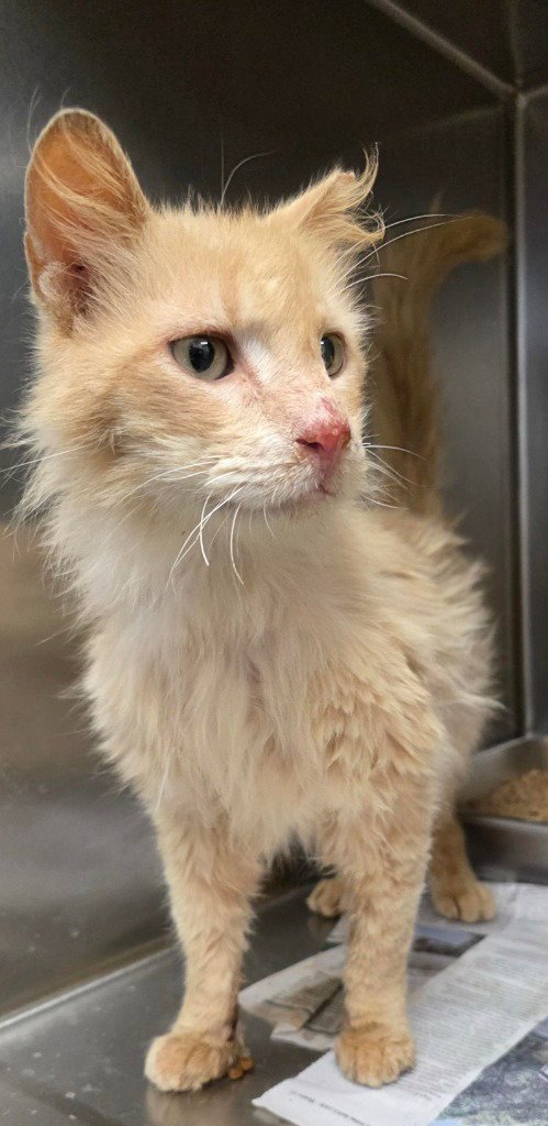 CA 124 STEVE - Domestic Long Hair available for adoption