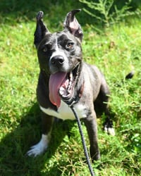DA 14 Wally - Photo 2