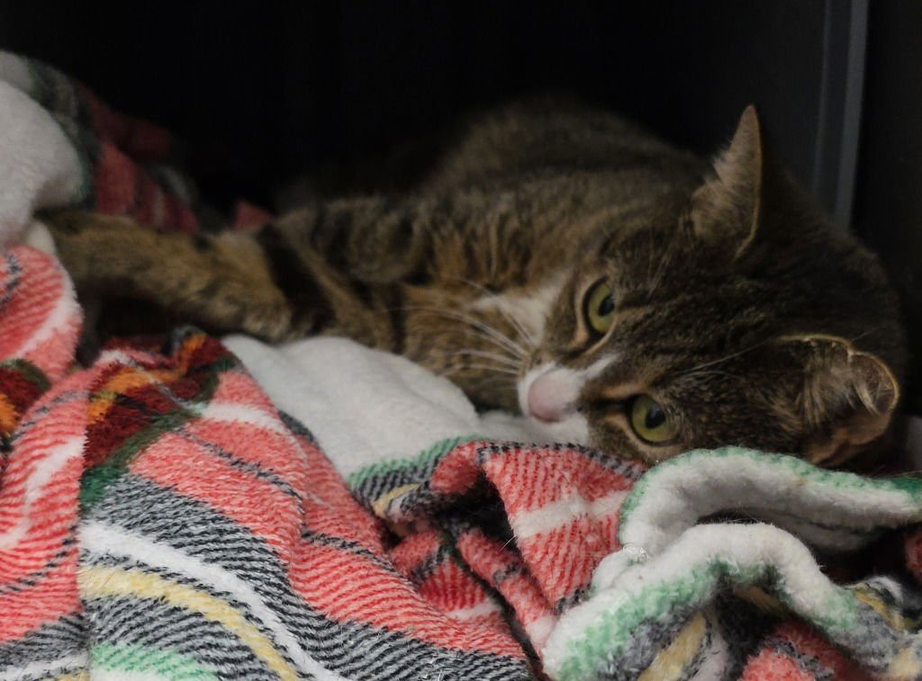 CA 136 TALLIE - Domestic Short Hair available for adoption