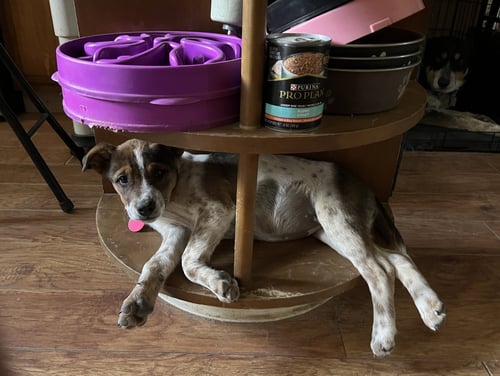 CARMIE - Australian Cattle Dog/Blue Heeler available for adoption