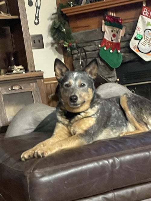 JASPER - Australian Cattle Dog/Blue Heeler available for adoption