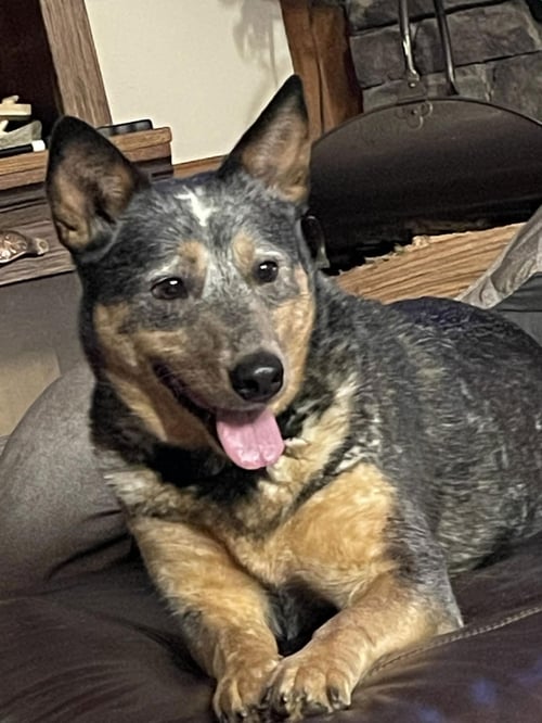 JASPER - Australian Cattle Dog/Blue Heeler available for adoption