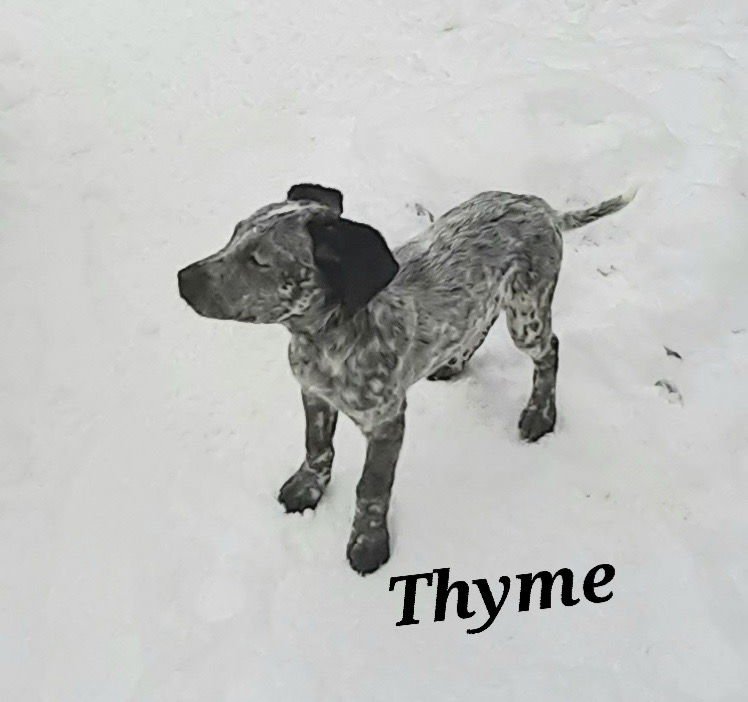 THYME - Australian Cattle Dog/Blue Heeler available for adoption