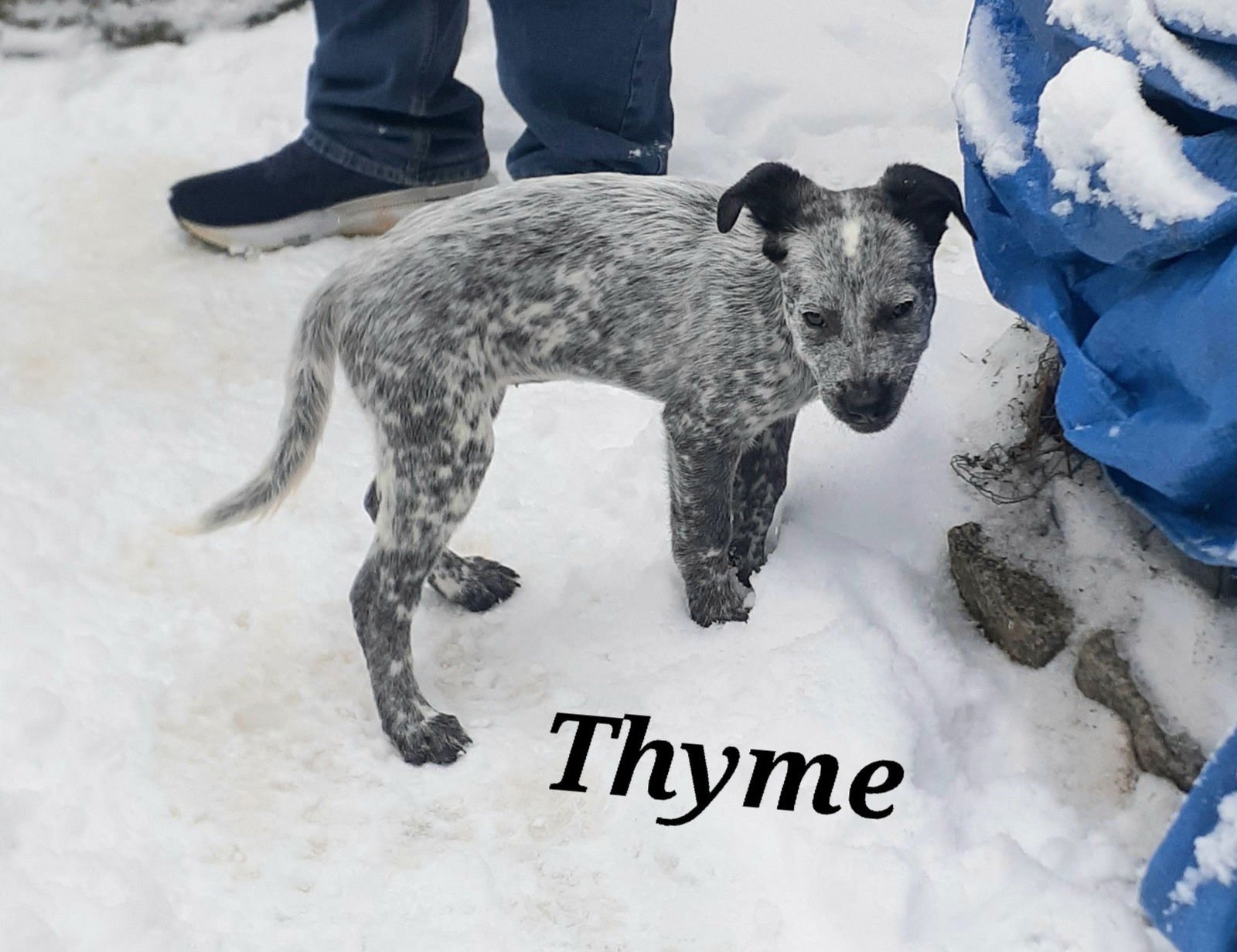 THYME - Australian Cattle Dog/Blue Heeler available for adoption