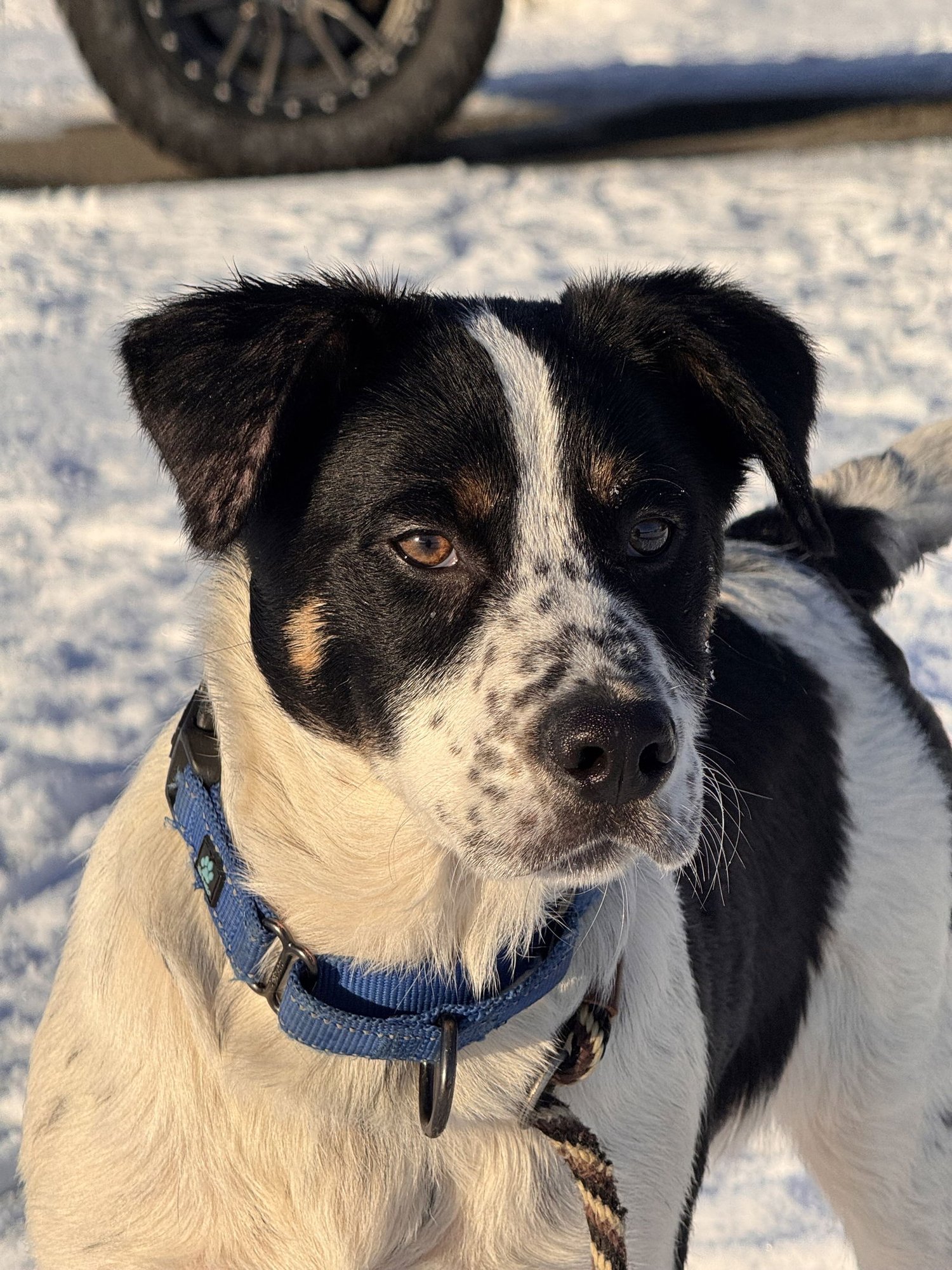AUGUSTUS - Australian Cattle Dog/Blue Heeler available for adoption
