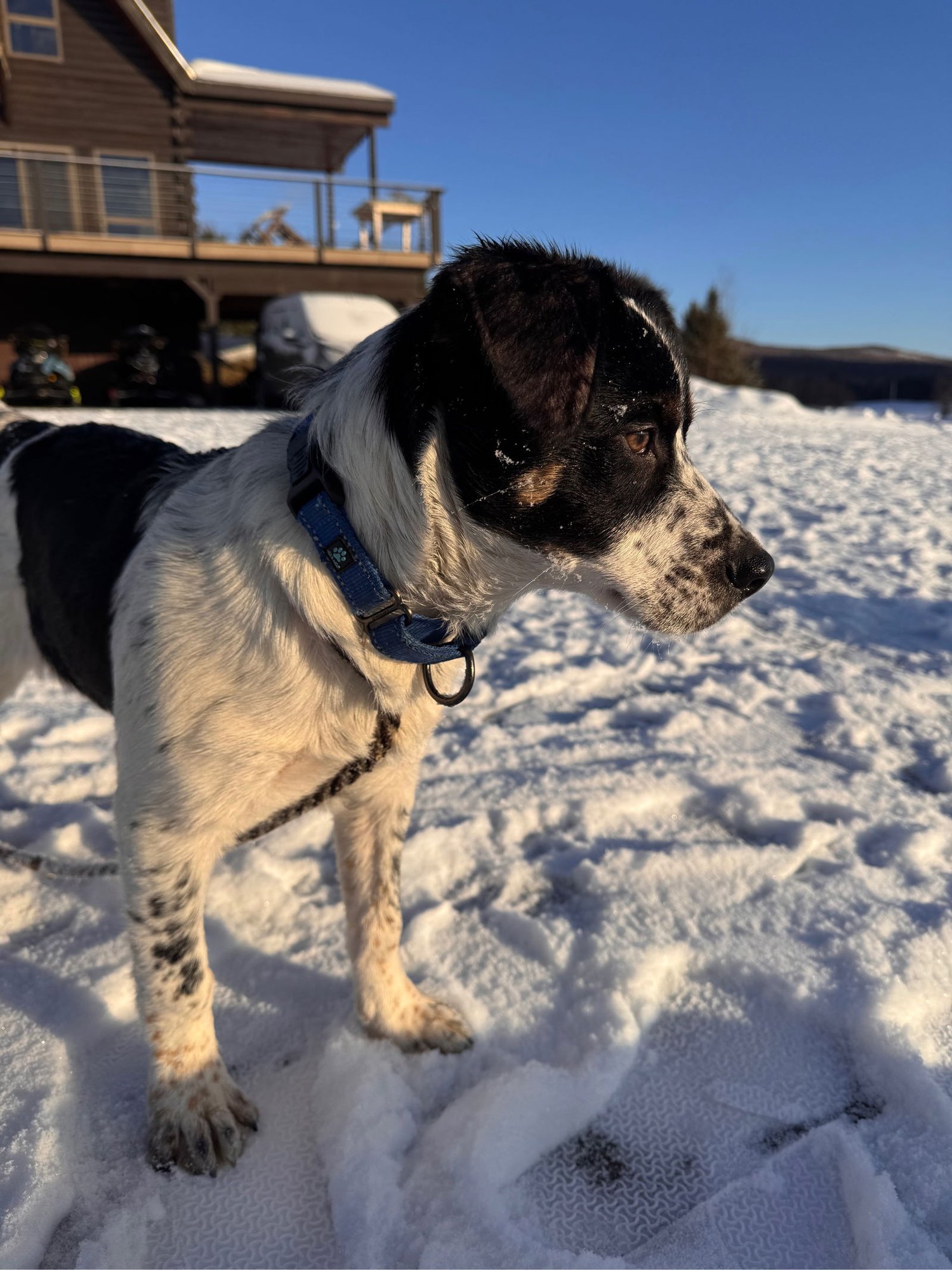 AUGUSTUS - Australian Cattle Dog/Blue Heeler available for adoption