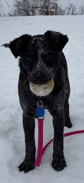 LONDON - Australian Cattle Dog/Blue Heeler available for adoption