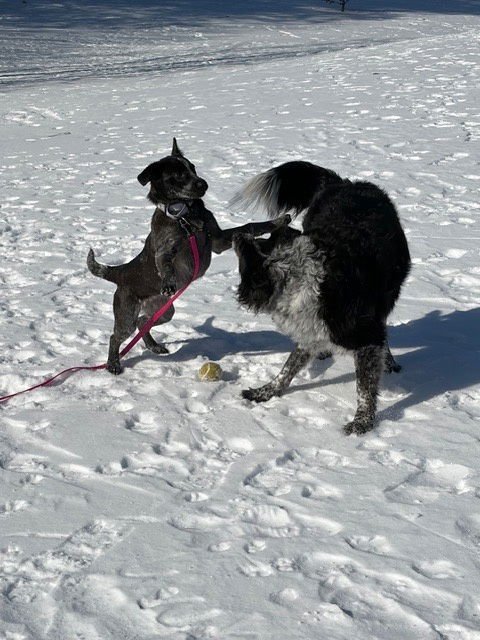 LONDON - Australian Cattle Dog/Blue Heeler available for adoption