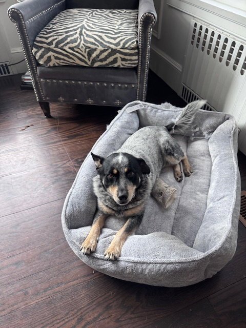 LOU LOU - Australian Cattle Dog/Blue Heeler available for adoption